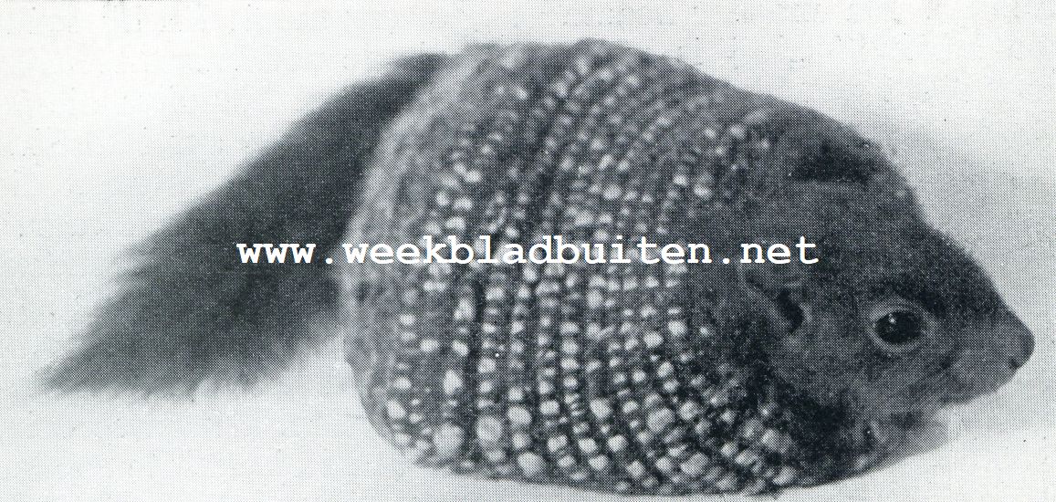 Het grootbrengen van een jong eekhoorntje. Warm ingepakt