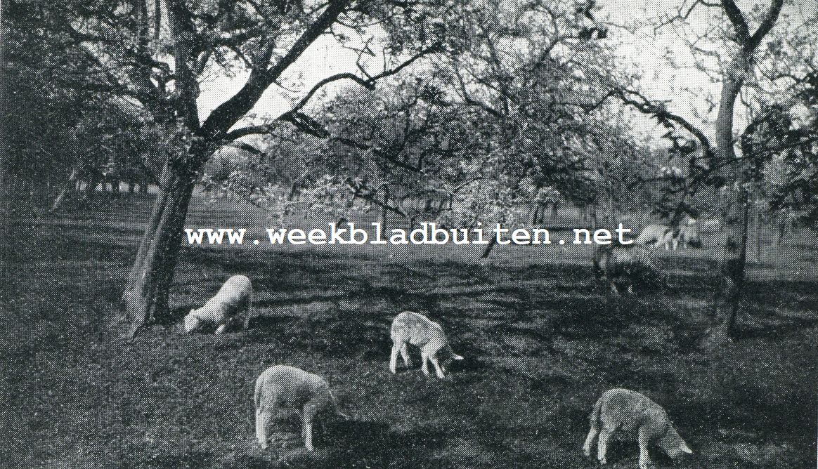 In een Beemster boomgaard