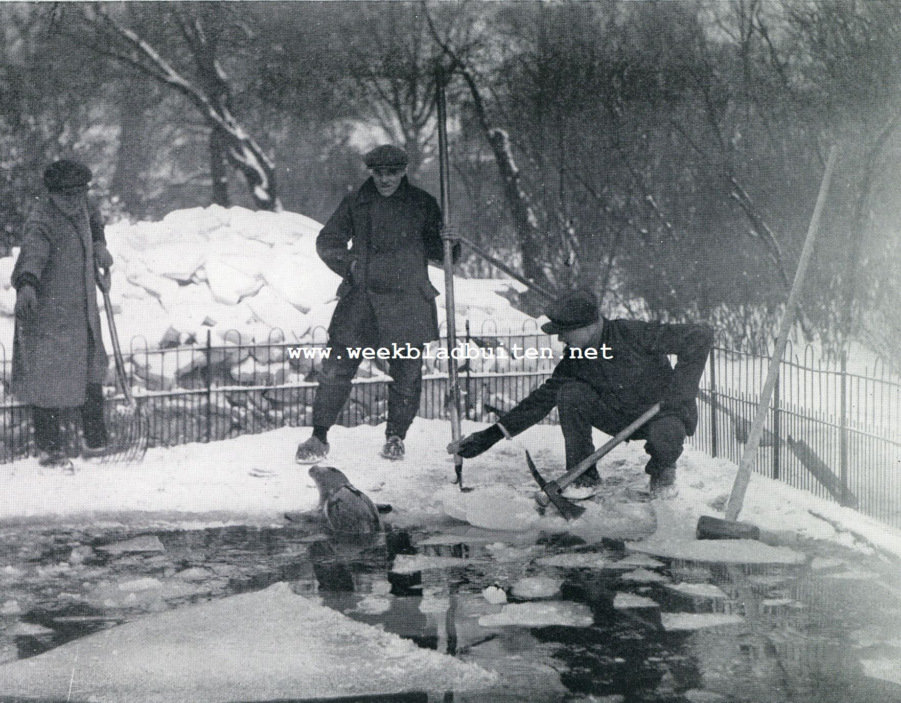 Artis in de sneeuw. De vischotter in een bijt, met moeite gehakt