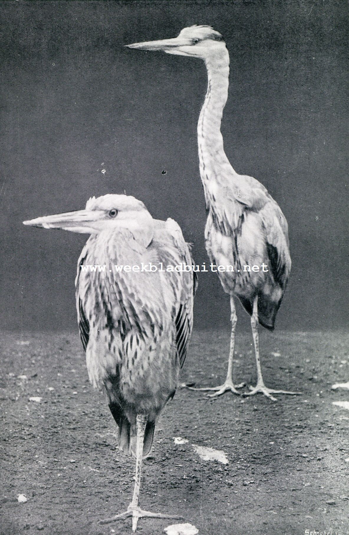 Blauwe reiger