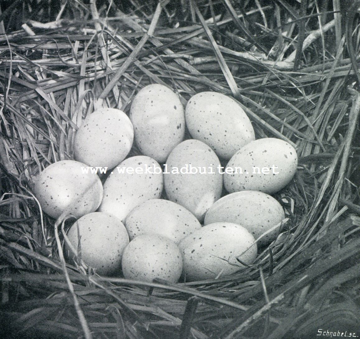 Nest met eieren van de meerkoet