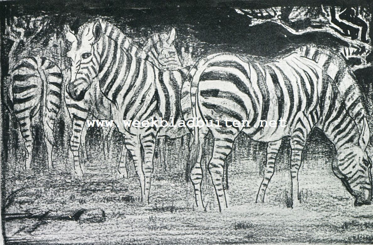 Zebra's