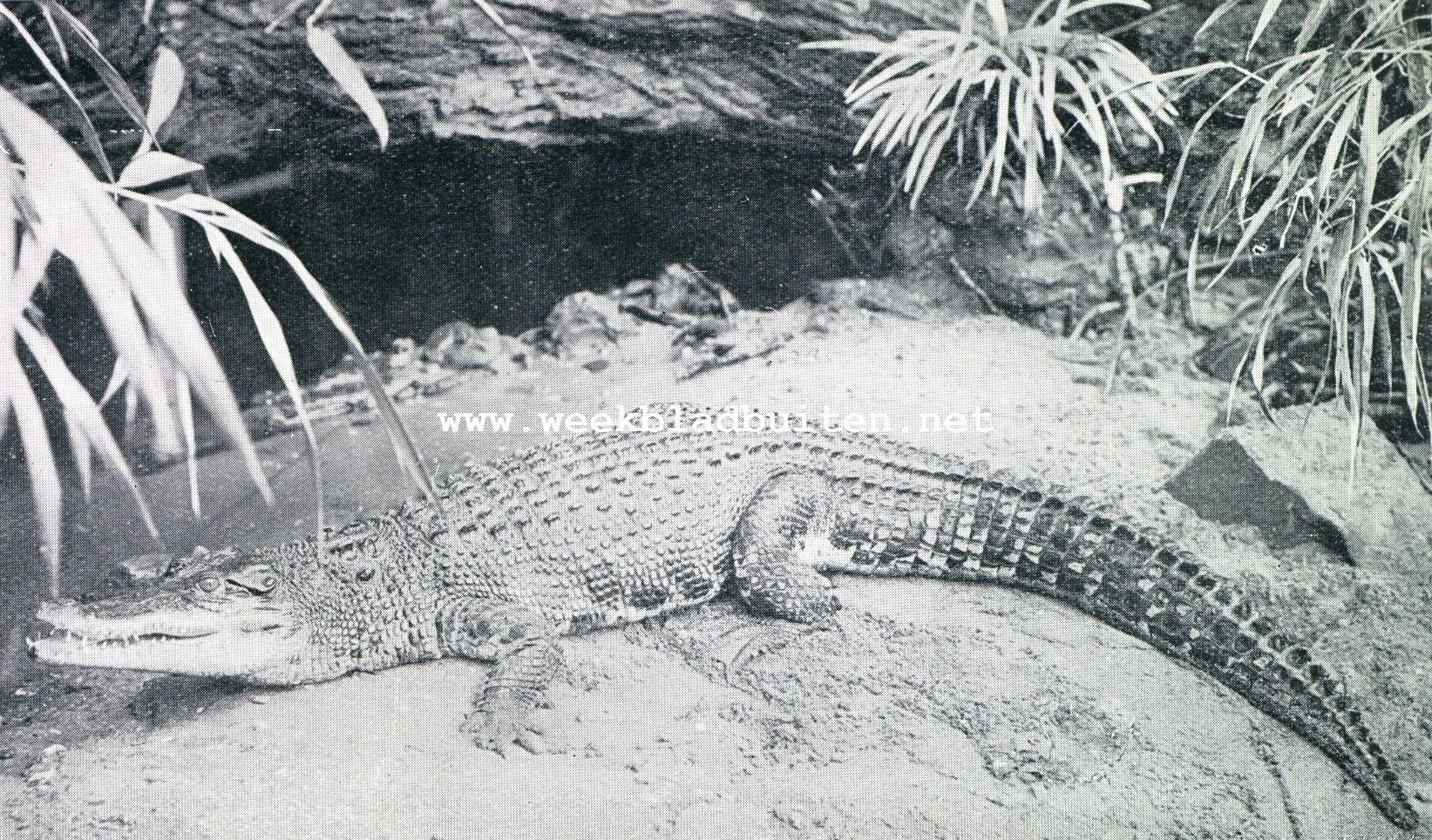 Hagedissen. Indische krokodil in Artis