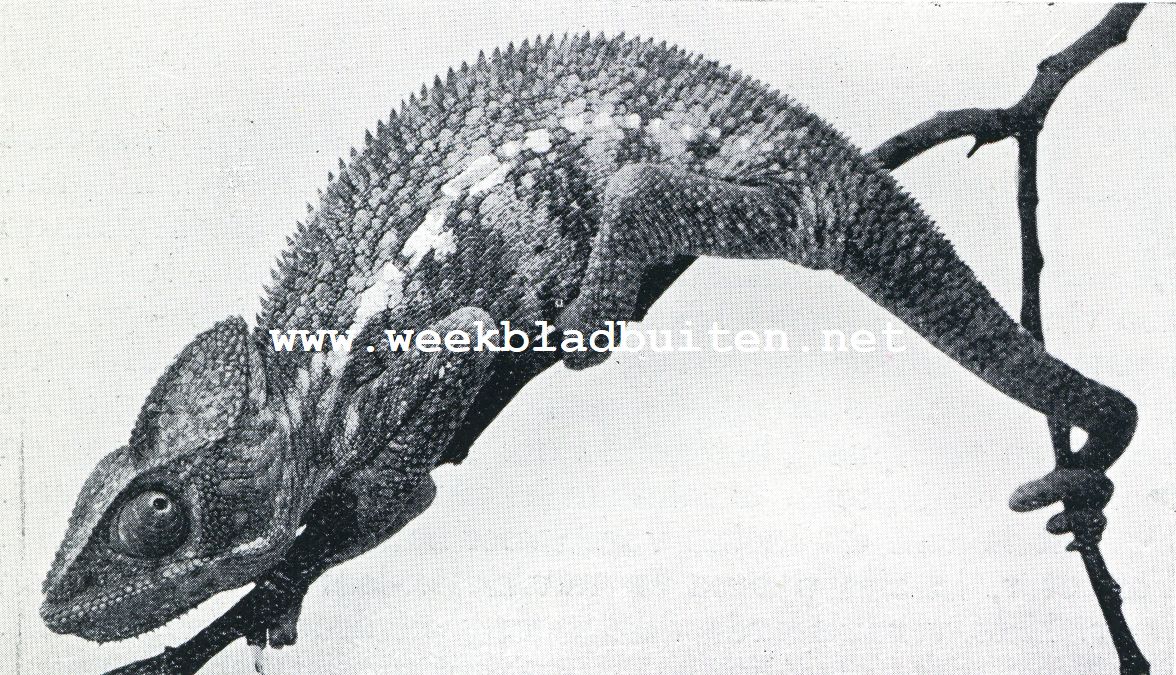 Hagedissen. Kameleon