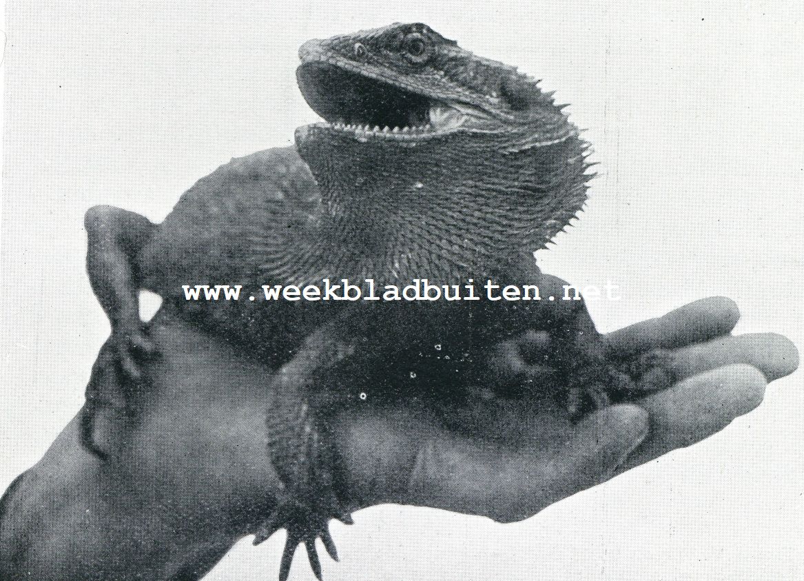 Hagedissen. Baard-Agama of Jodenhagedis
