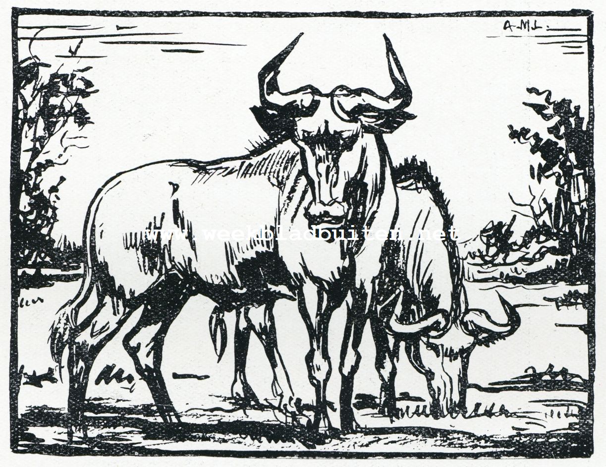 Wildebeesten