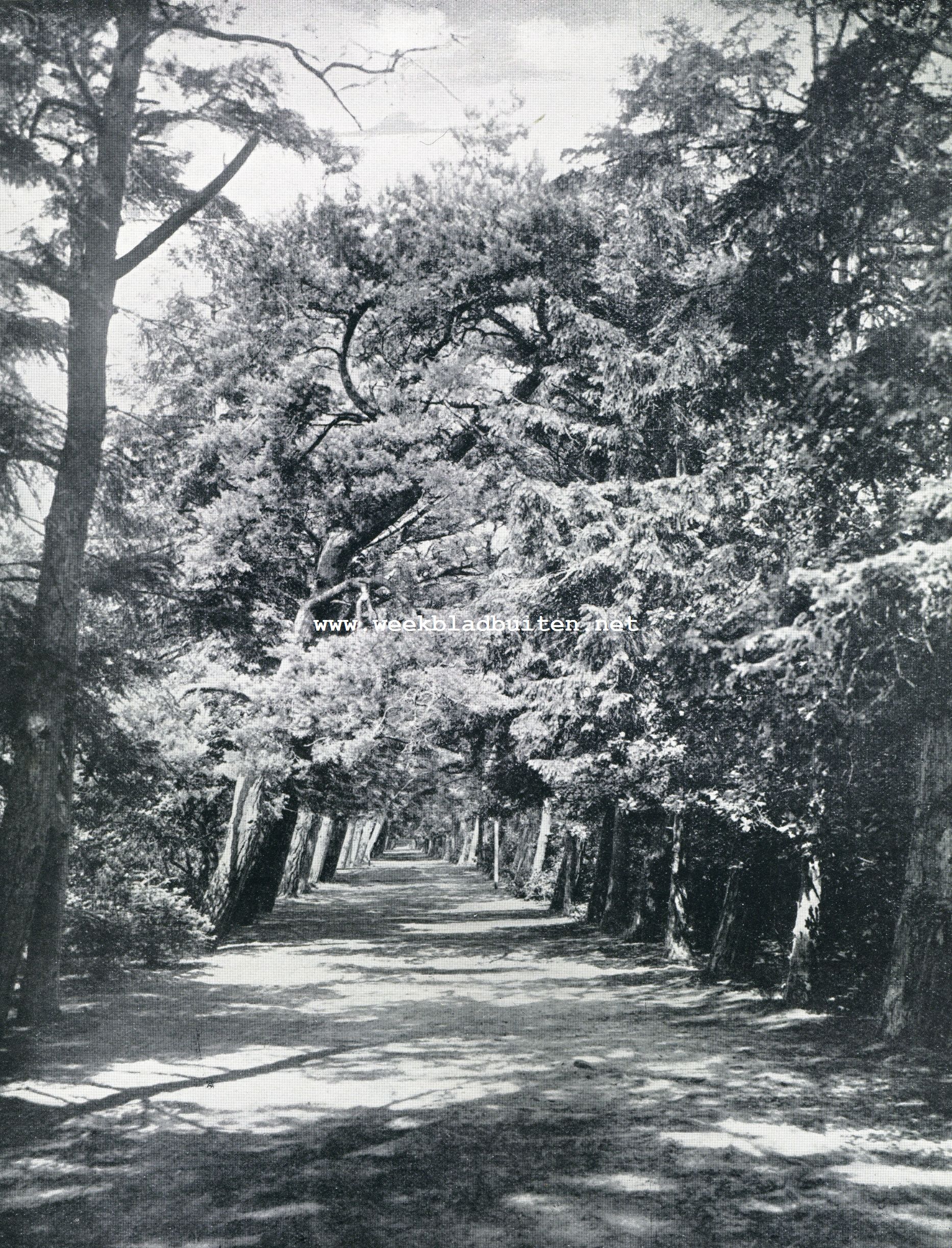 Bij Schoorl
