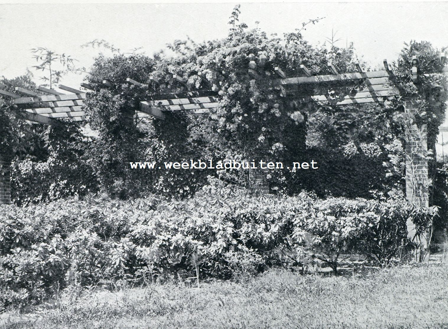 Rozenpergola te Laren
