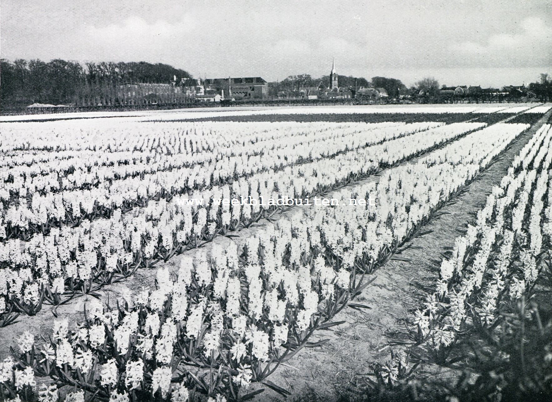 Hillegom. Veld met witte hyacinten: daarachter het dorp met de Hervormde Kerk