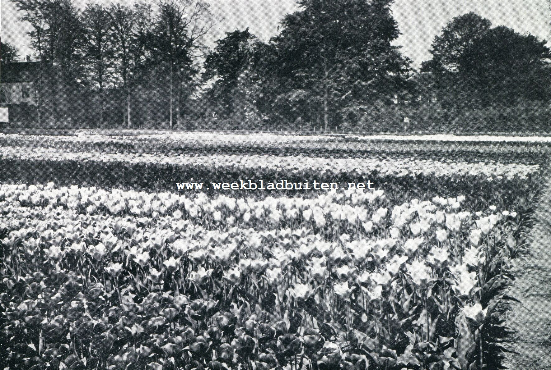 Hillegom. Kostbare tulpencollectie