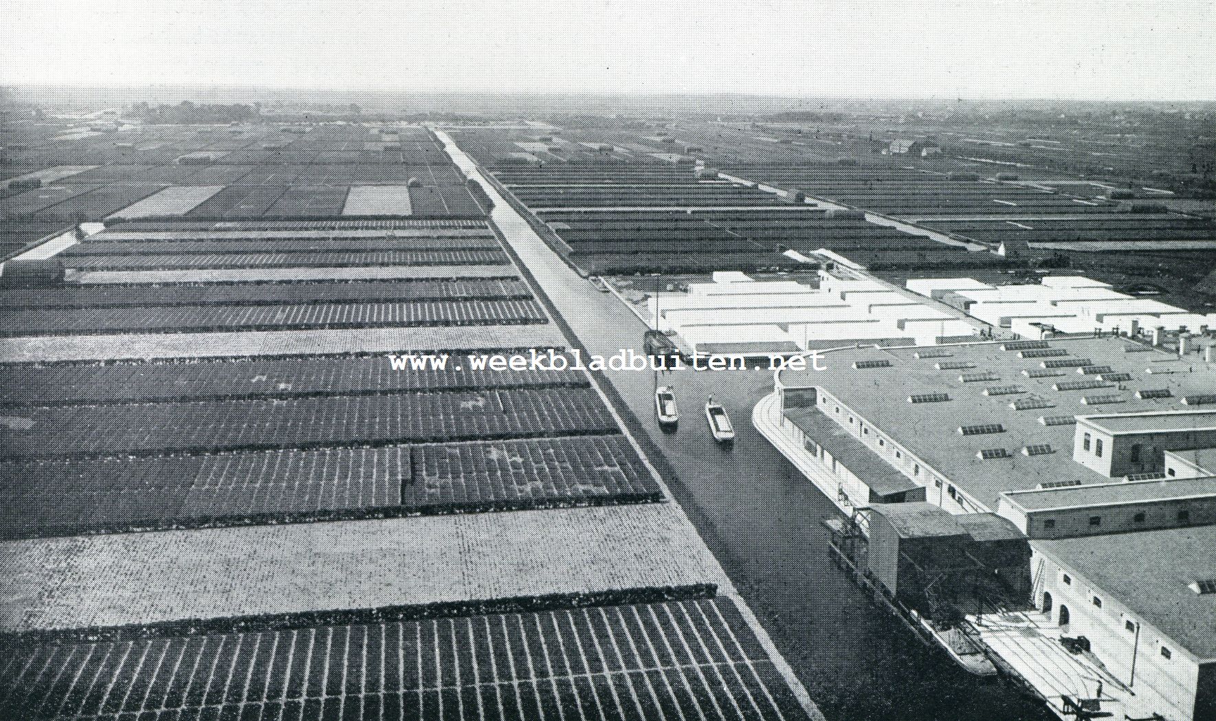 Hillegom. Deze foto geeft een uitstekend beeld van den geometrischen aanleg der bollenvelden, en werd, om zulks te sterker te doen uitkomen, genomen, vr het uitkomen der bloemen