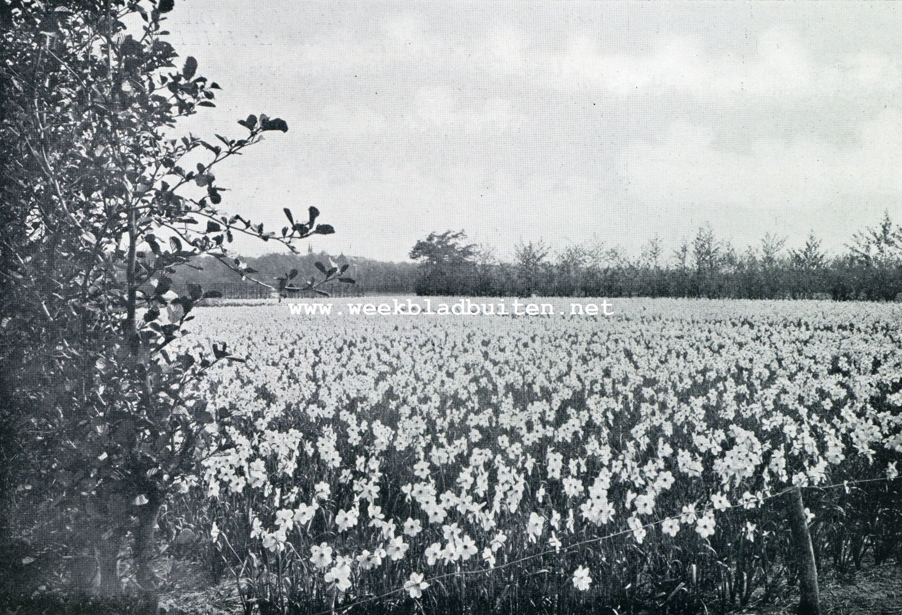 Hillegom. Veld met bloeiende narcissen