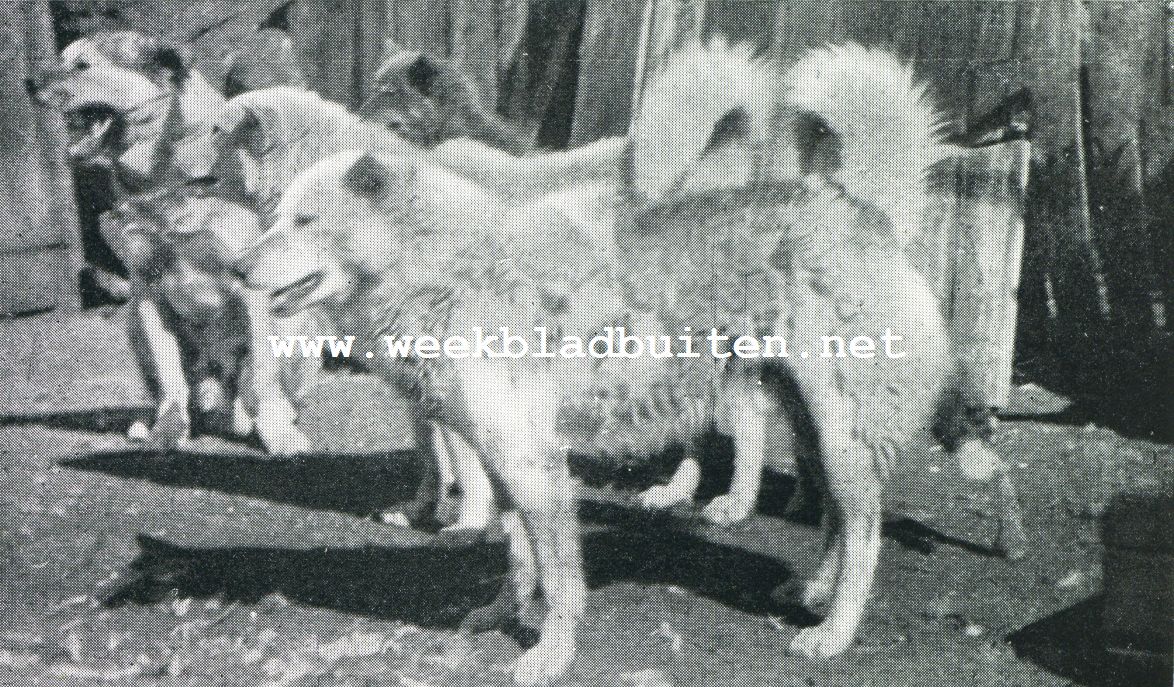 Eskimo-honden. Eskimo-honden