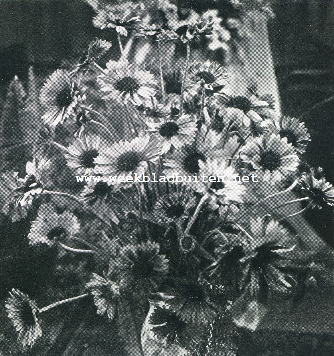 Decoratieve bloemen