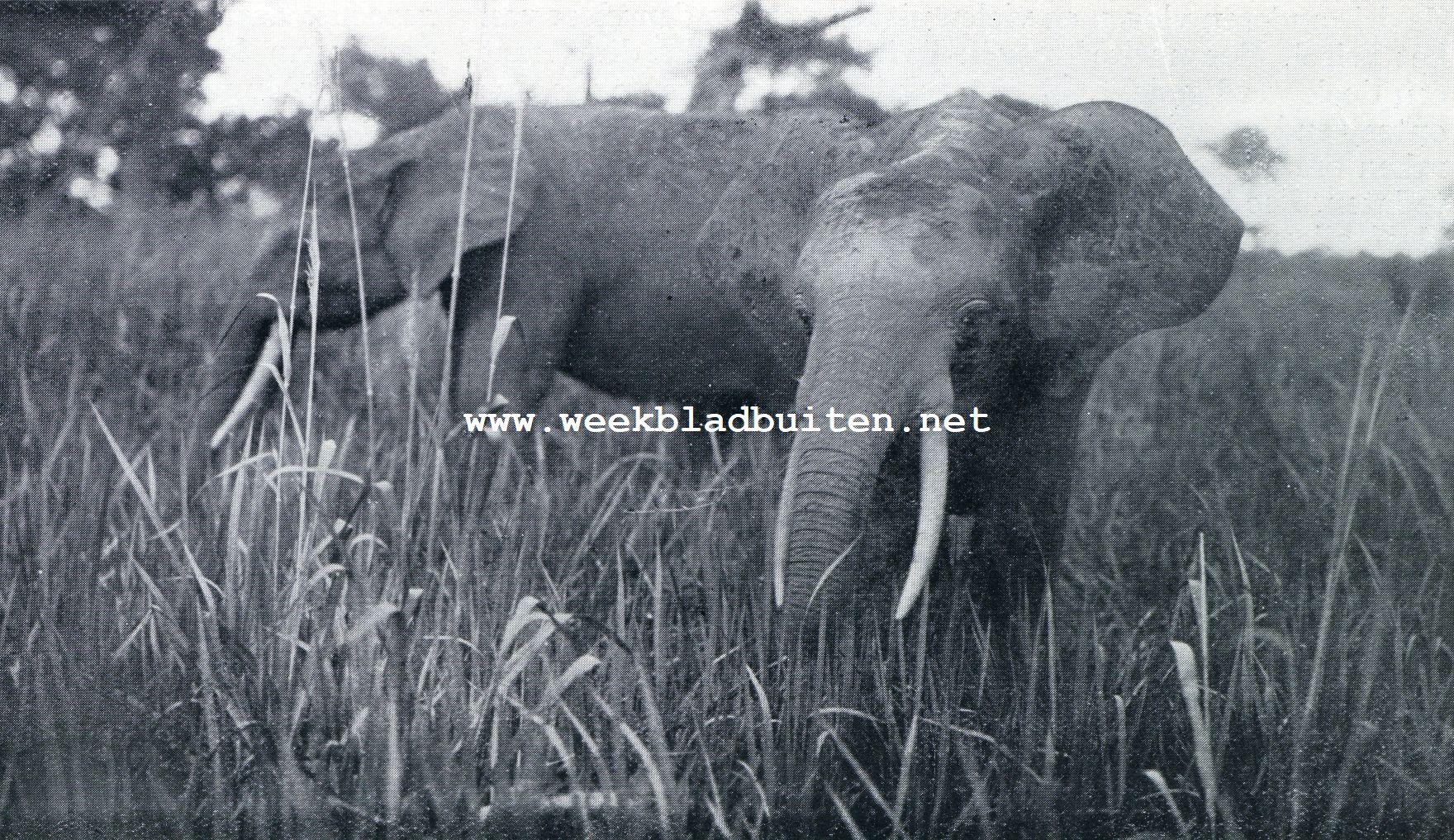 De olifanten komen. Olifanten in de Oost-Afrikaansche wildernis
