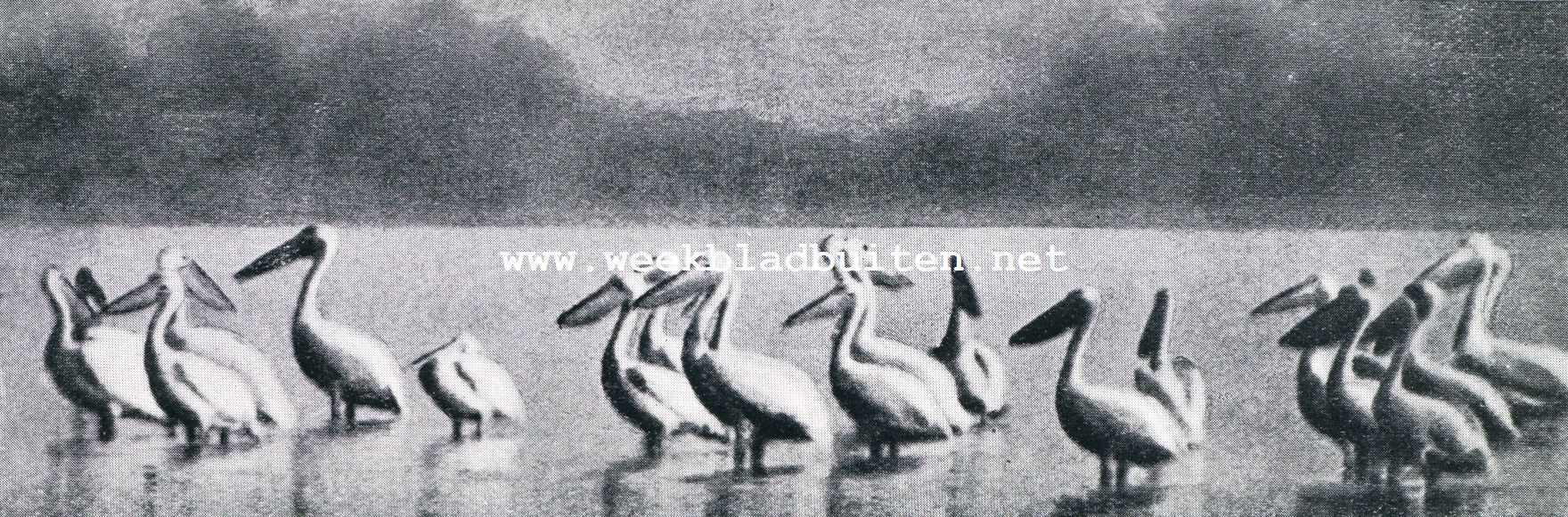 De olifanten komen. Maraboes in Oost-Afrika