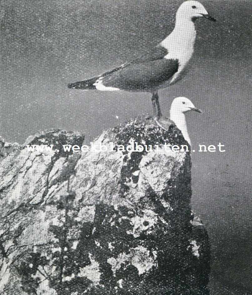 De papegaaiduikers van de 