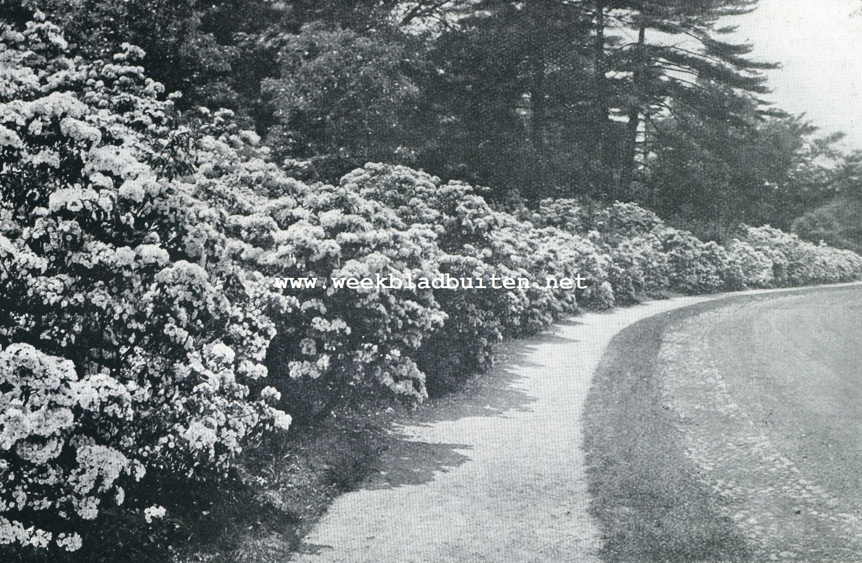 Amerika's Wonderpark, het Arnold Arboretum. Bloeiende kalmia's