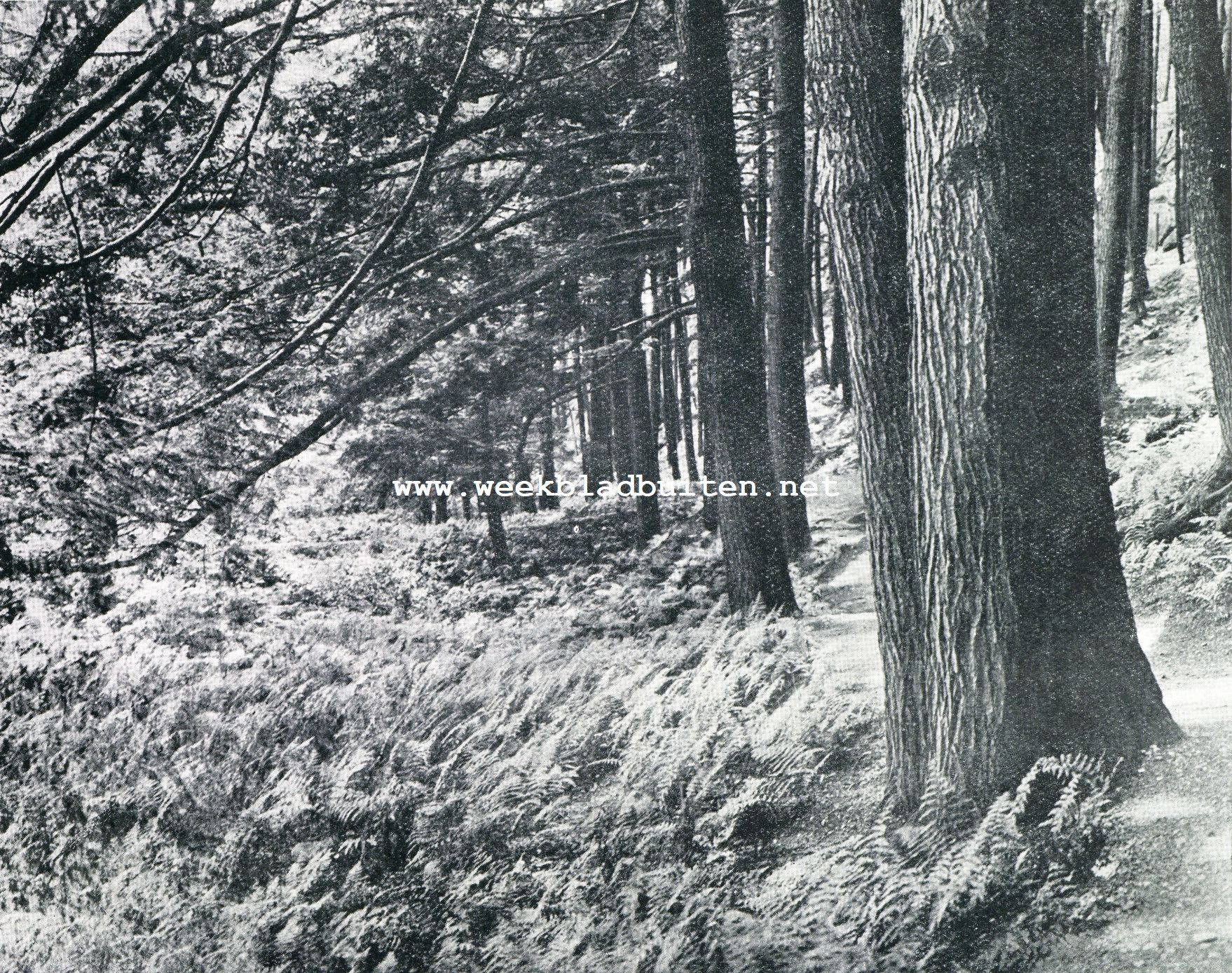 Amerika's Wonderpark, het Arnold Arboretum. Het oude Tsuga Canadensisbosch, thans Hemloch Hill