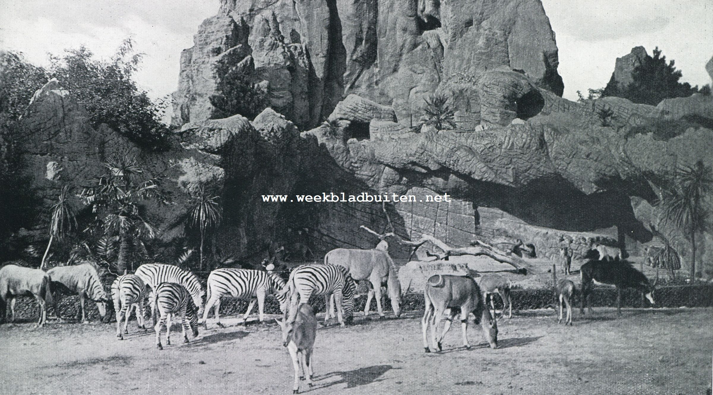 Het landschap bij Hagenbeck. Zebra's en antilopen te Stellingen