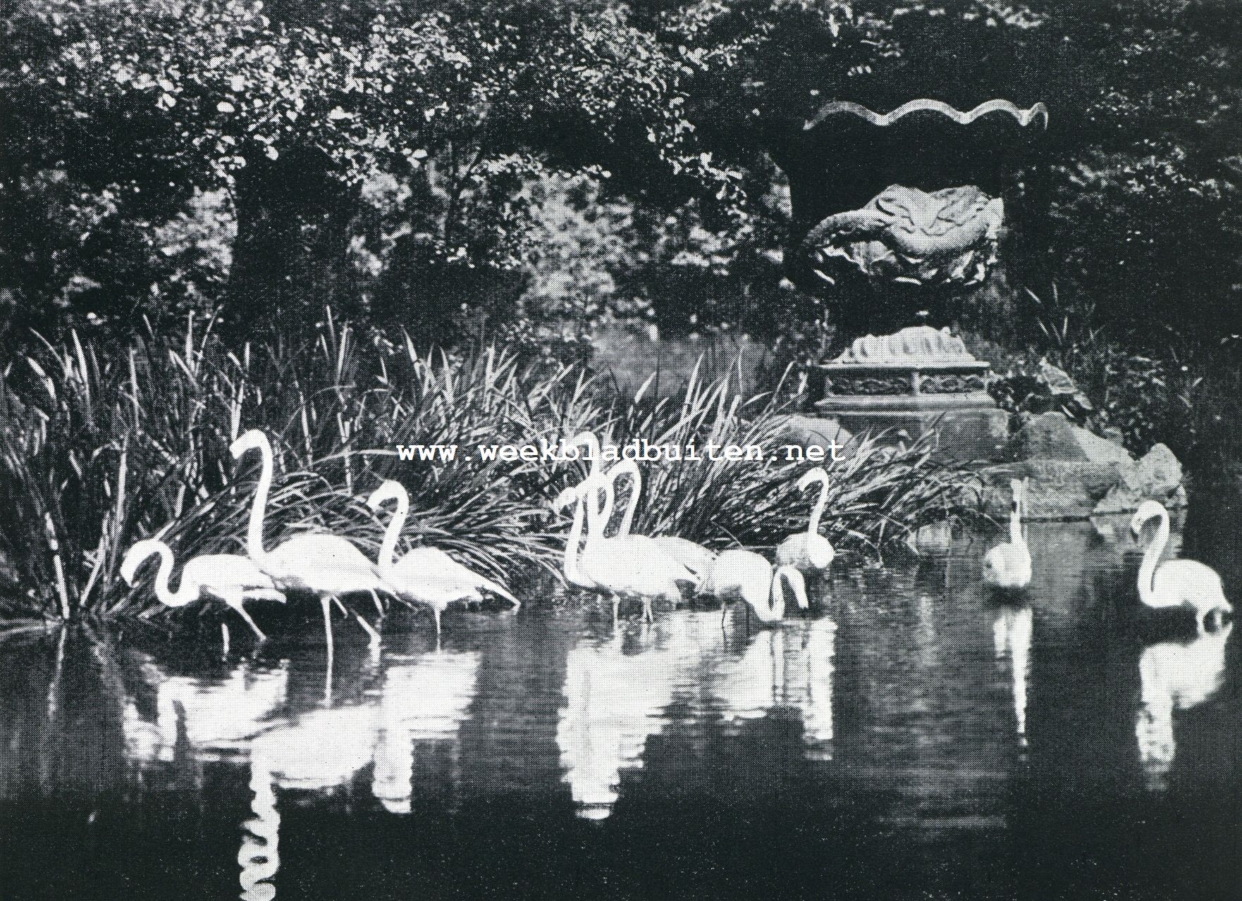 Het landschap bij Hagenbeck. Flamingo's te Stellingen