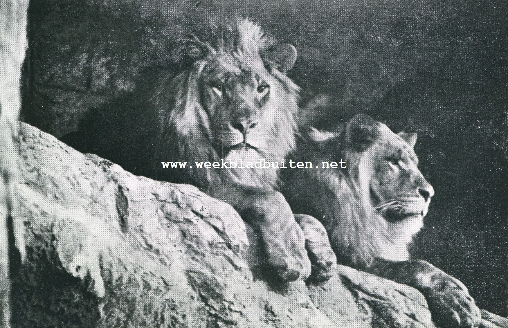 Het landschap bij Hagenbeck. Woestijnkoningen te Stellingen