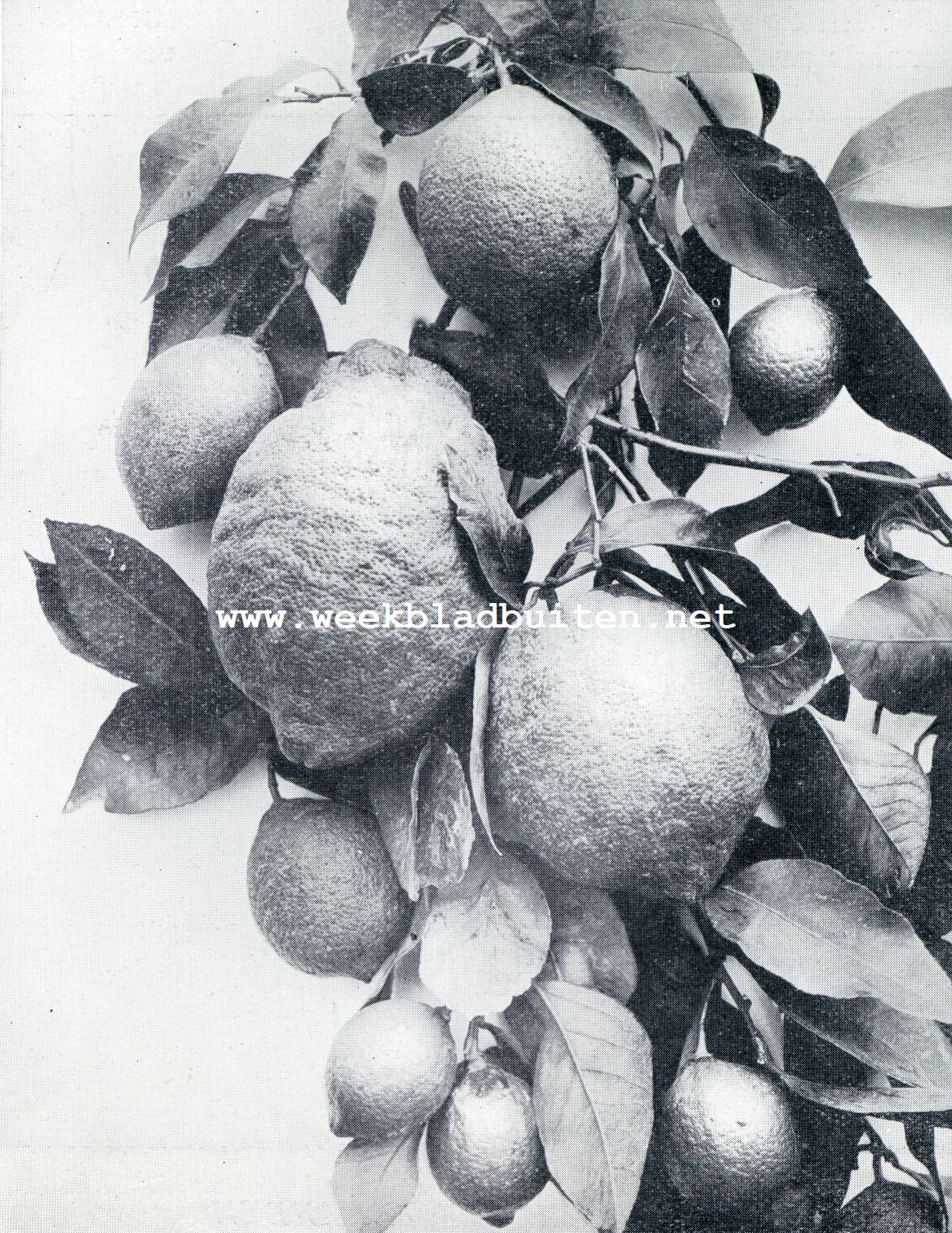 Over enkele vruchten der Cte d'Azur. Citroenen uit Menton