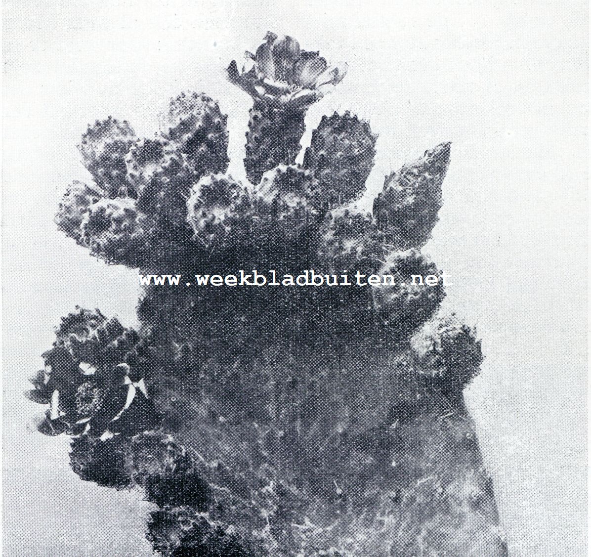 Over enkele vruchten der Cte d'Azur. Figues de Barbarie