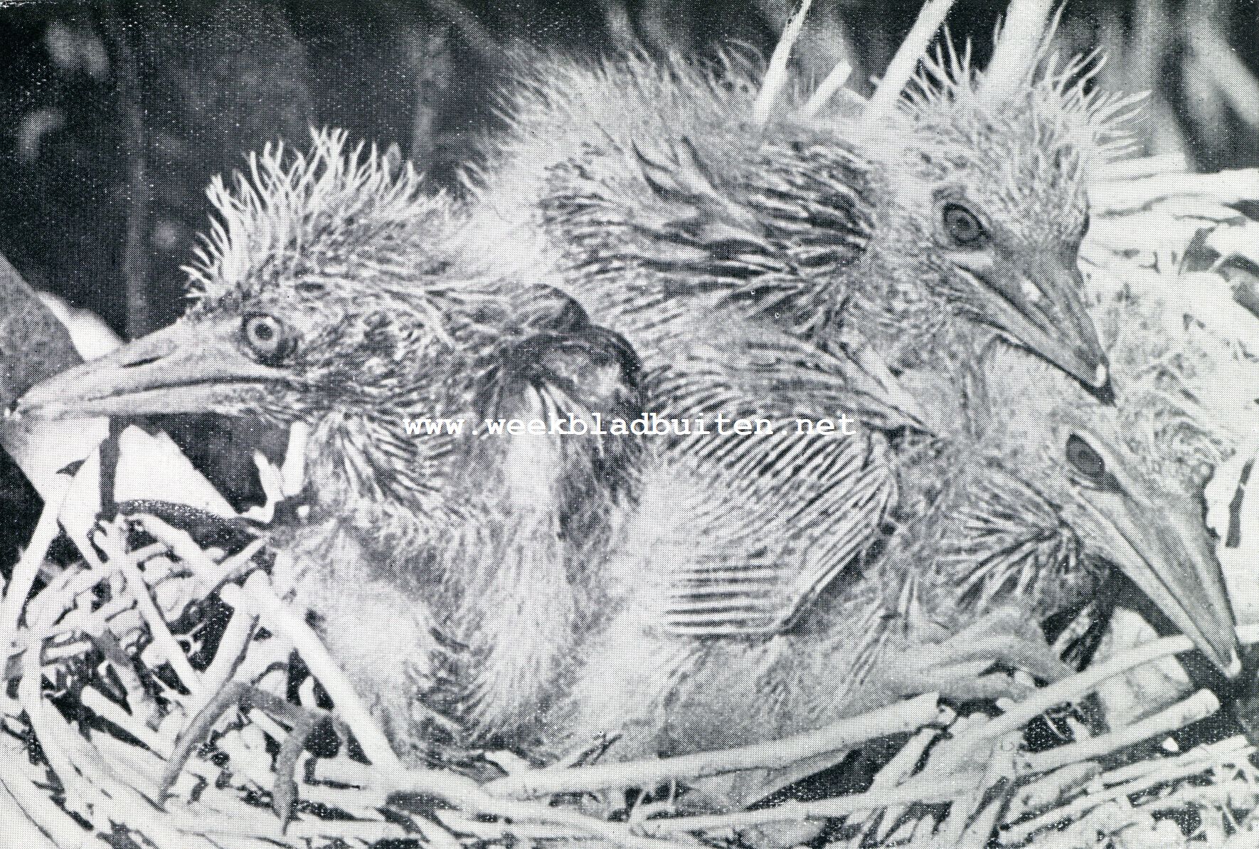 Een nest met jonge reigers
