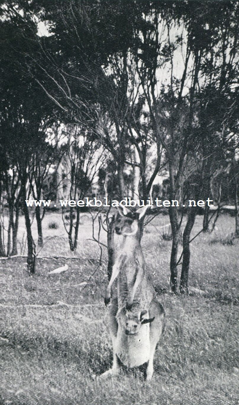 De kangoeroe. Bennet's kangoeroe. (Macropus Benetti) met jong in buidel