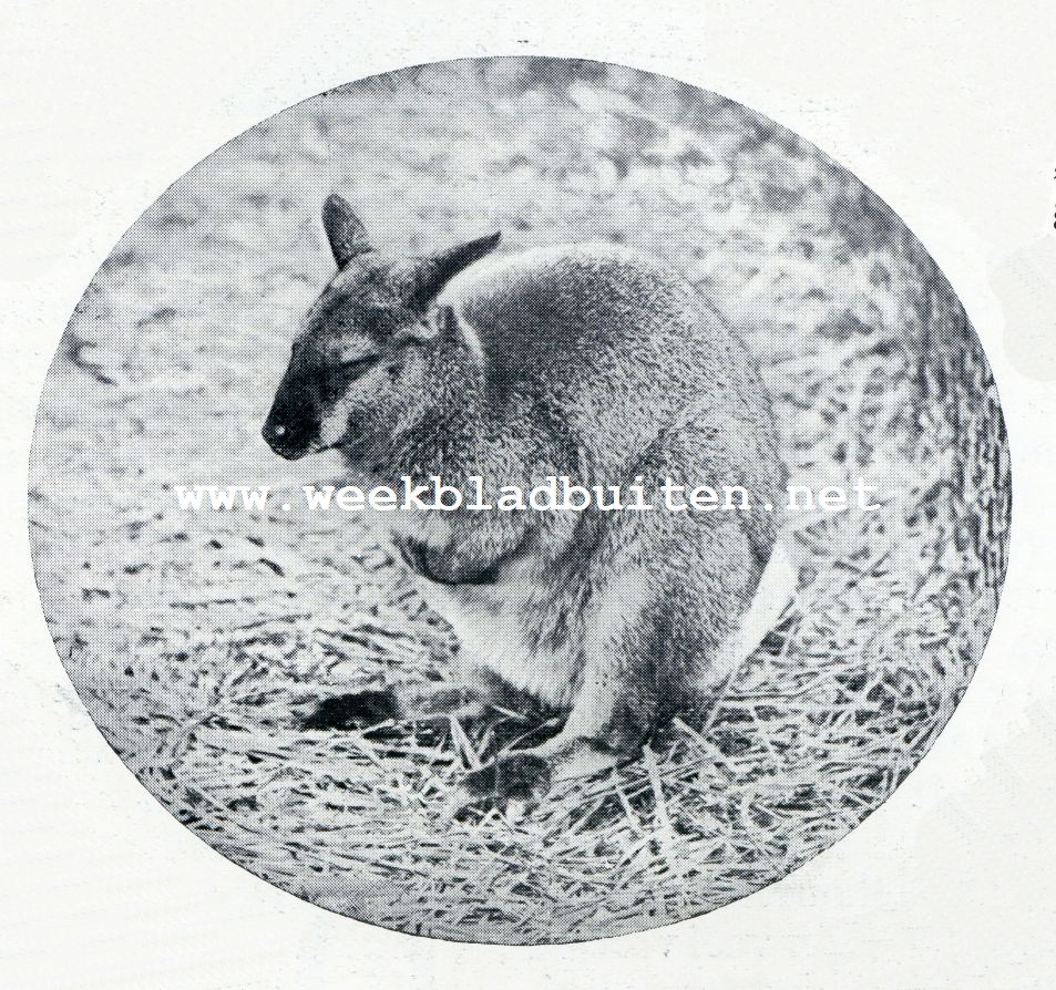 De kangoeroe. Rotskangoeroe. (Macropus Robustus)