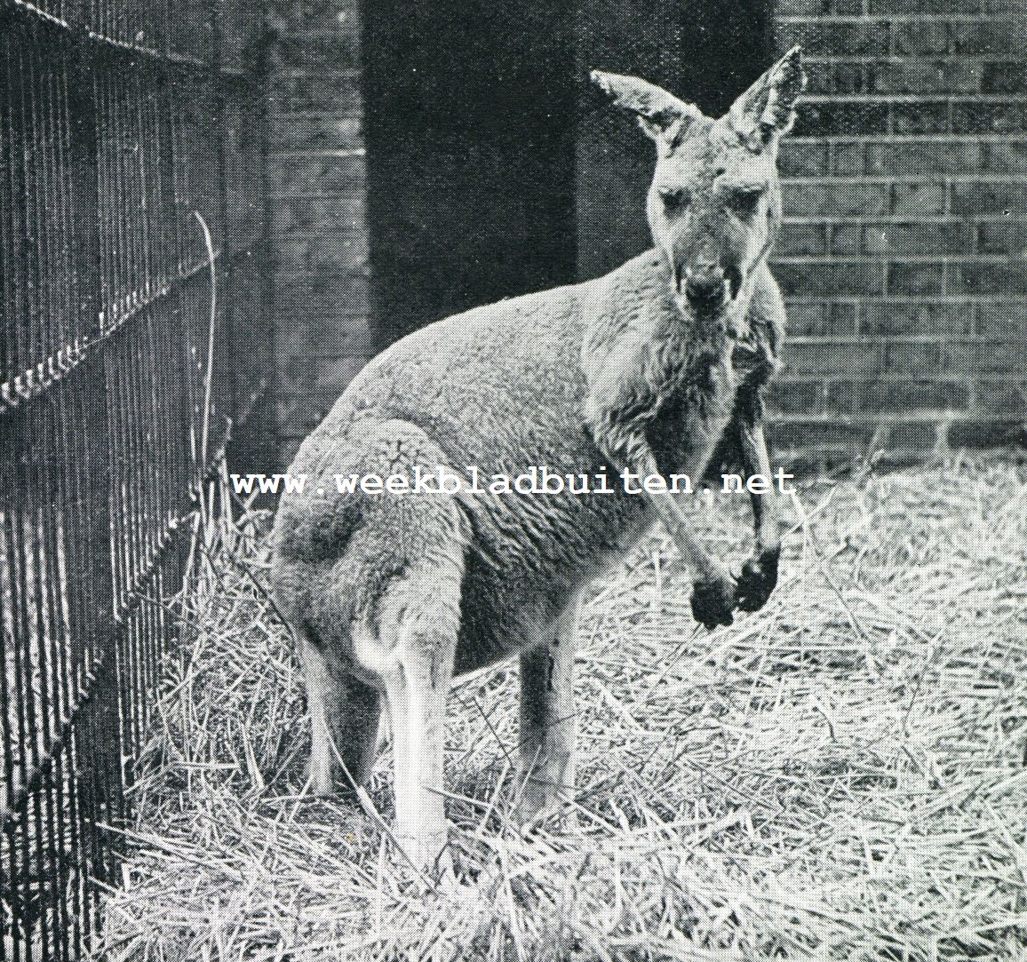 De kangoeroe. Roode reuzenkangoeroe. (Macropus Rufus), wijfje