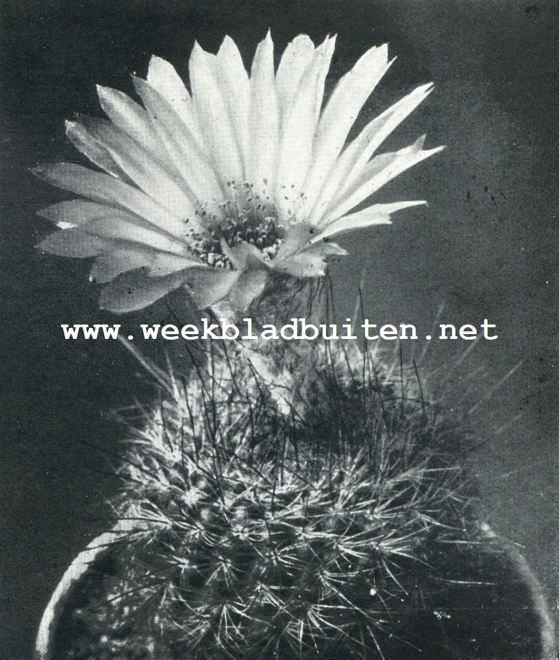 ECHINO CACTUS OTTONIS OF EGEL-CACTUS. EEN DIEP GEEL KOMMETJE