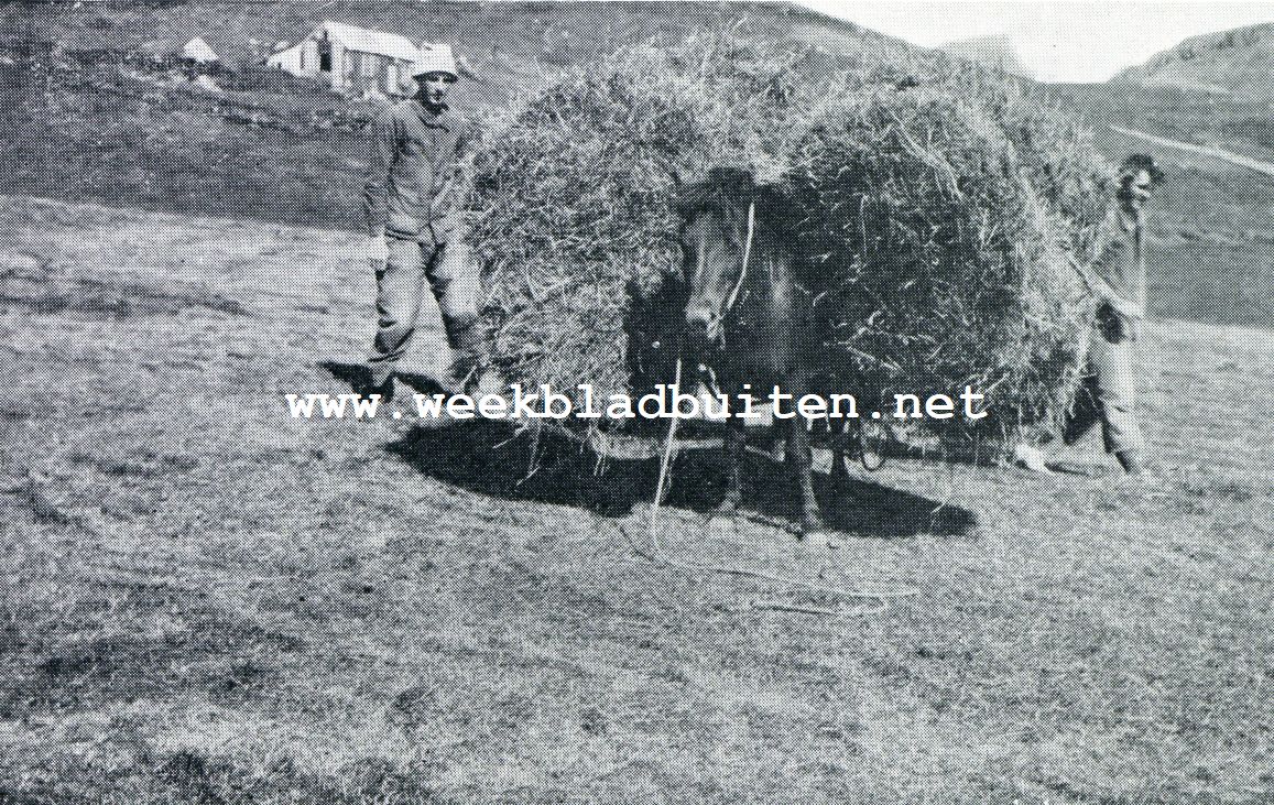 EEN HOOIPAARD