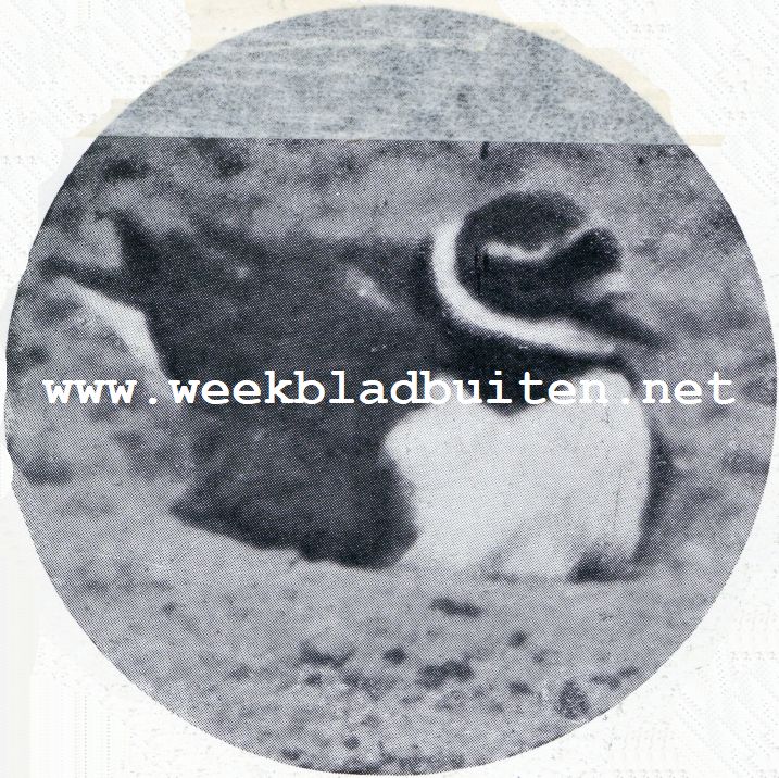 Een zeldzame broedvogel. De eerste Nederlandsche fot van het broedend pleviertje
