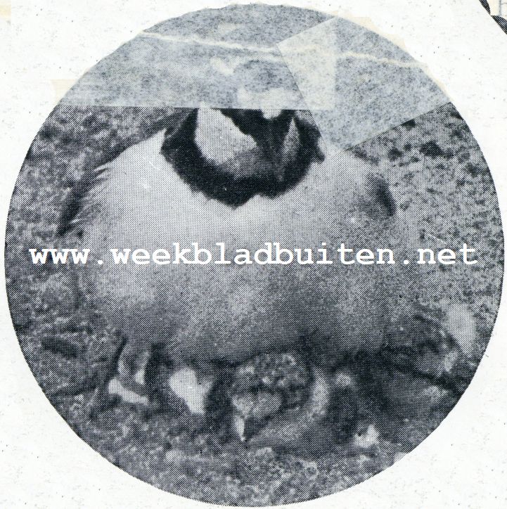 Een zeldzame broedvogel. De oude vogel breidt zijn borstveeren beschermend uit over het hulpelooze kroost
