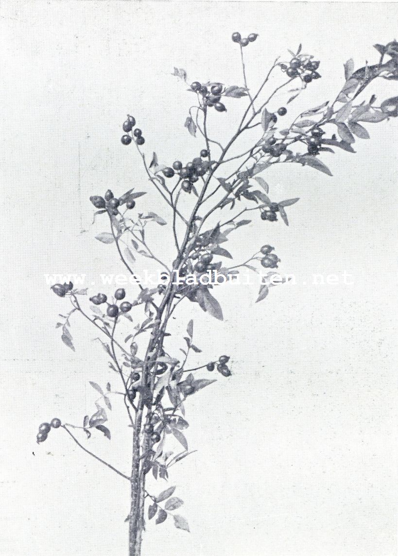 Rosa Rubrifolia