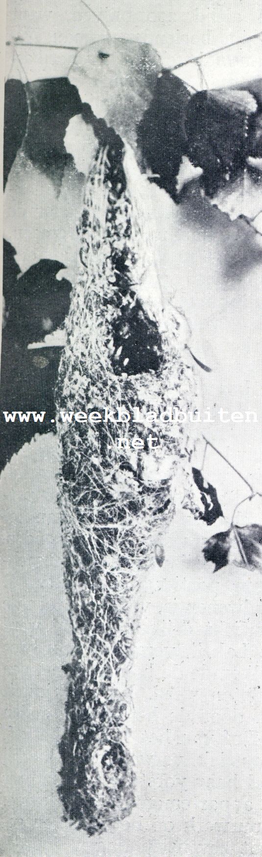 Nest van een kolibri, aan een dun takje hangend