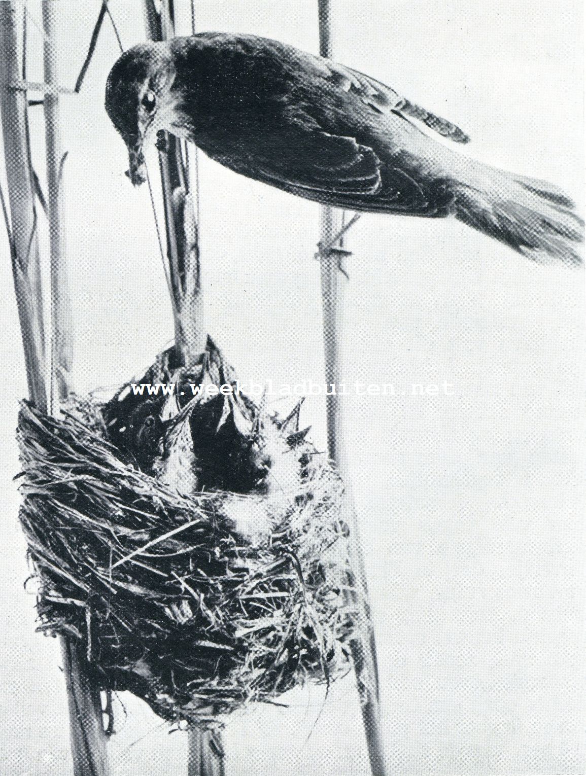 De rietlijster en haar kroost