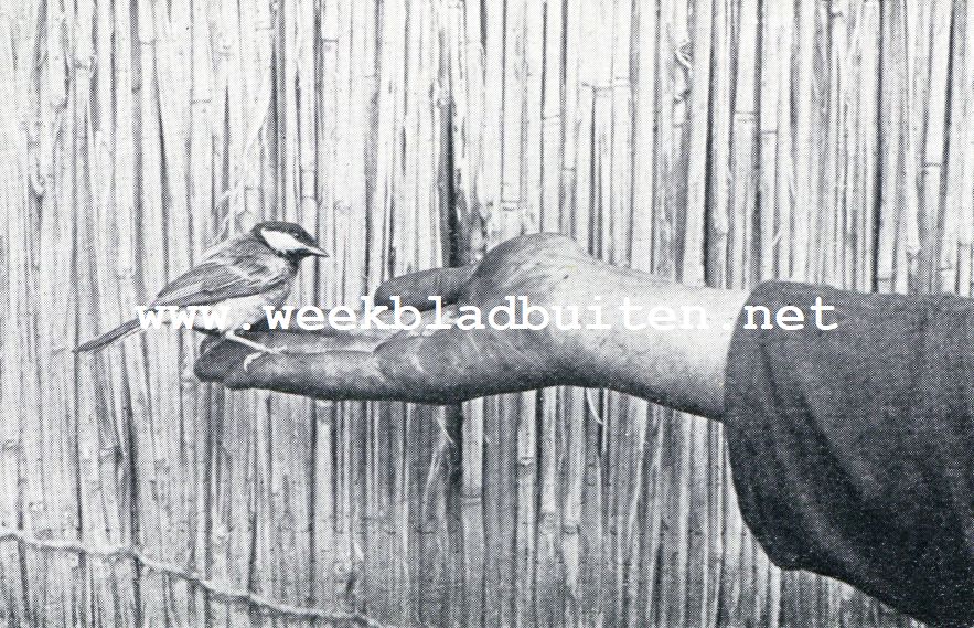 Meezen-vertrouwen. Een volkomen in de vrije natuur levende koolmees pikt apenootjes uit de hand