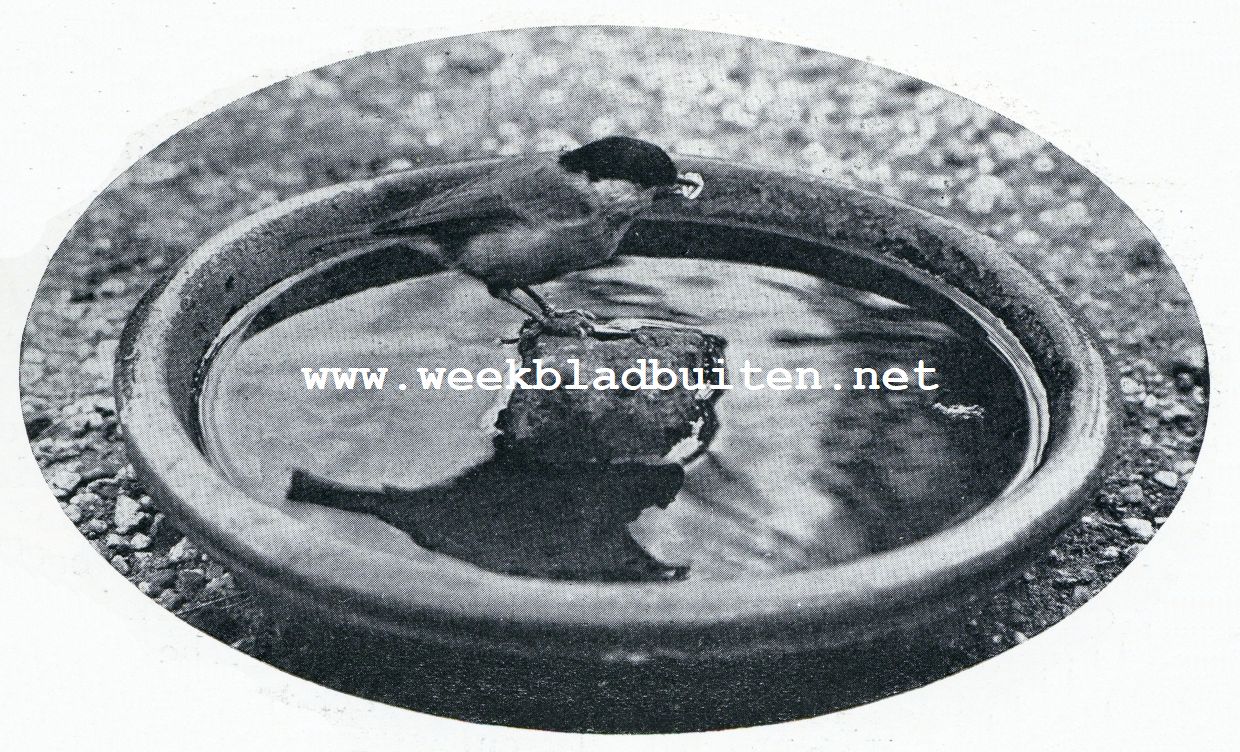 Meezen-vertrouwen. De zwartkopmees haalt een zonnepit van een steen, die in een schotel met water gelegd was