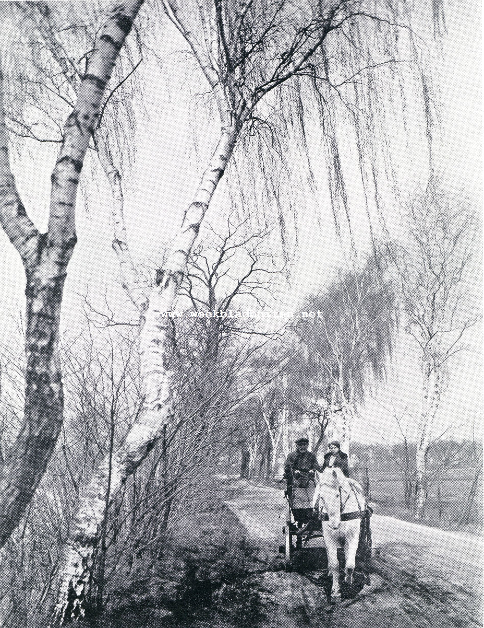 Bloeiende berken, buigend onder hun  last, in het vroege voorjaar