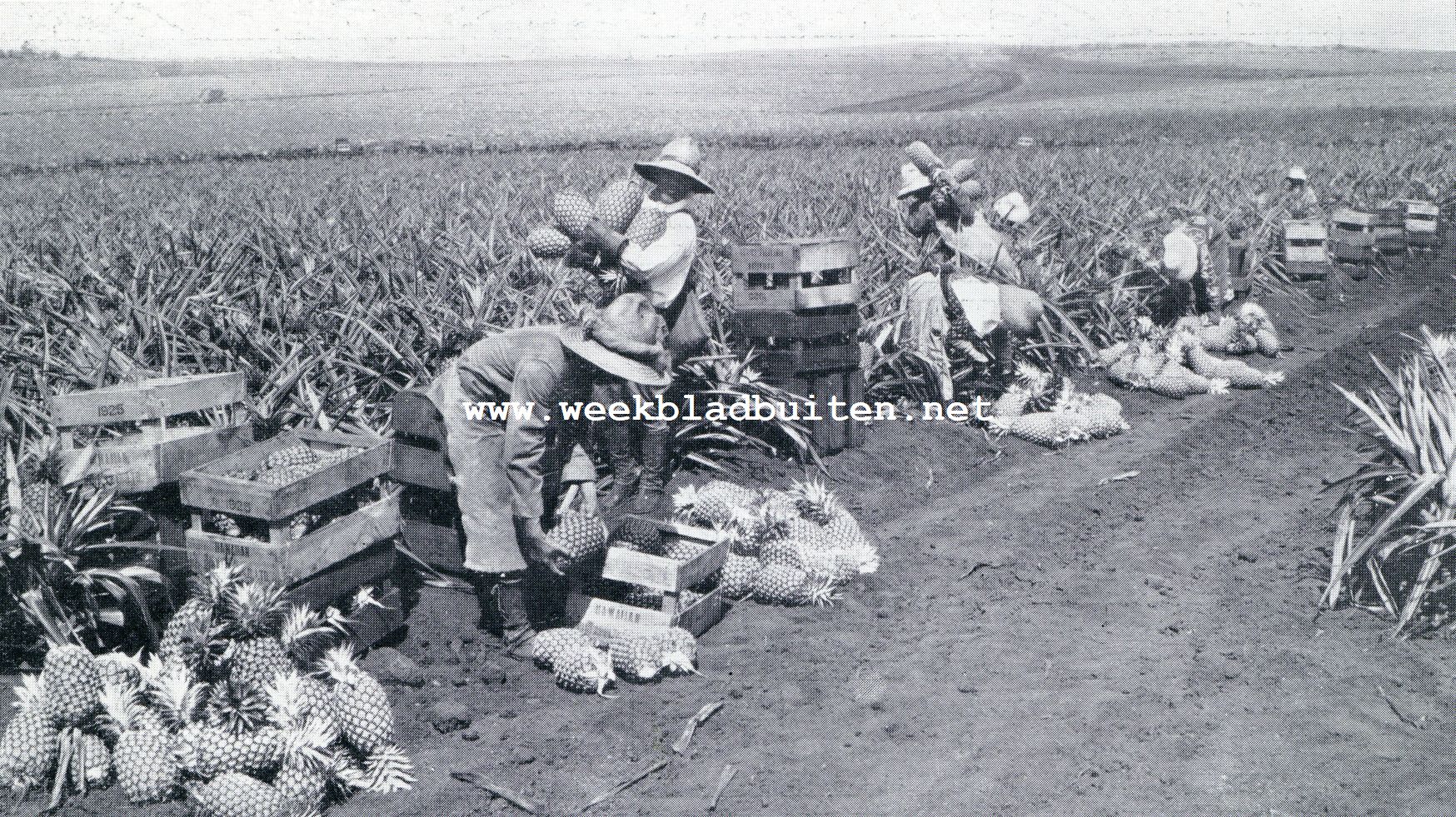Lanai, het Ananas-eiland. De oogst van de goudgele vruchten