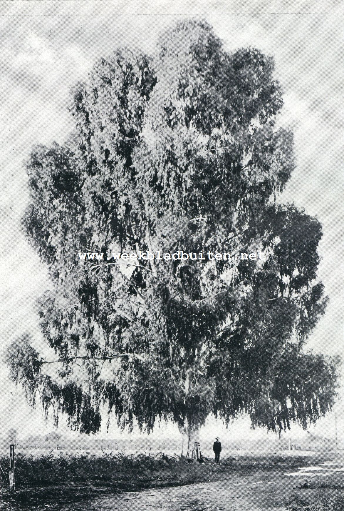 Californische Eucalyptus