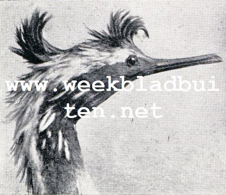 Wonderlijke vogelkapsels. Duiker of Kormoran