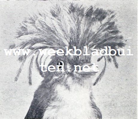 Wonderlijke vogelkapsels. Kronentyran