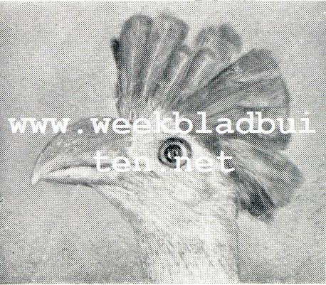 Wonderlijke vogelkapsels. Blauwe Reuzenturago