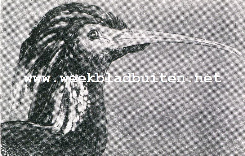 Wonderlijke vogelkapsels. Gekuifde Ibis