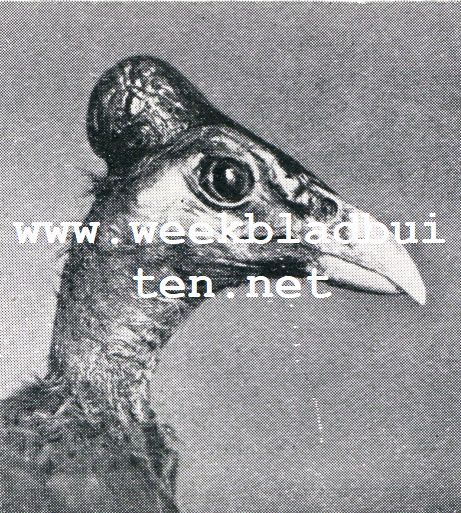 Wonderlijke vogelkapsels. Hamervogel