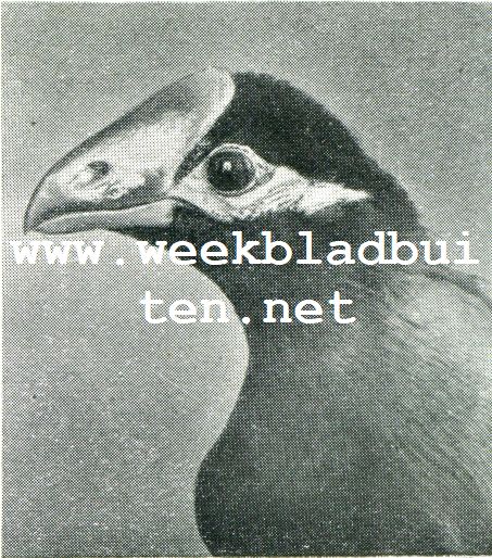 Wonderlijke vogelkapsels. Bananeneter